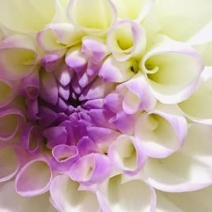 Meet your Posher, Manuel